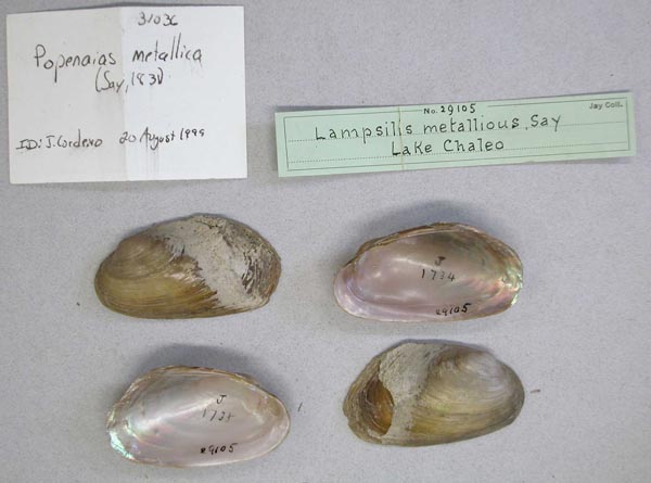 image of lot AMNH_29105