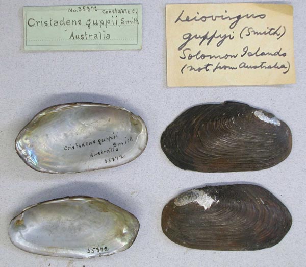 image of lot AMNH_35372