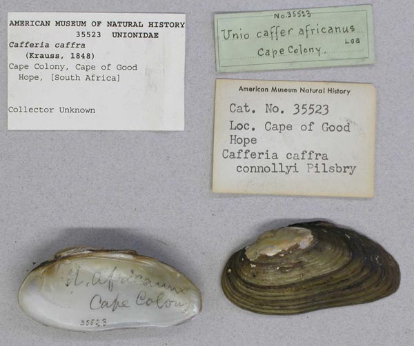 image of lot AMNH_35523