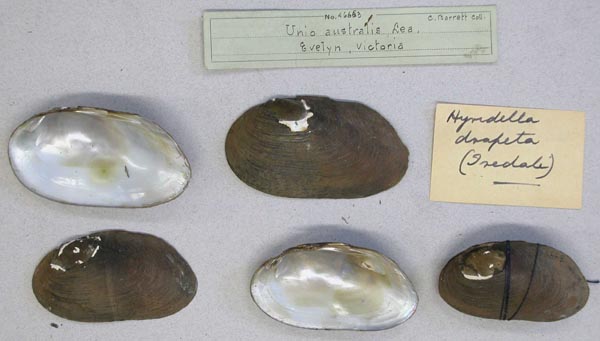 image of lot AMNH_46663 image of lot AMNH_46663