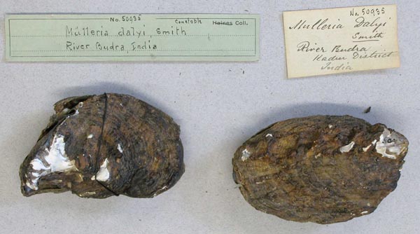 image of lot AMNH_50935