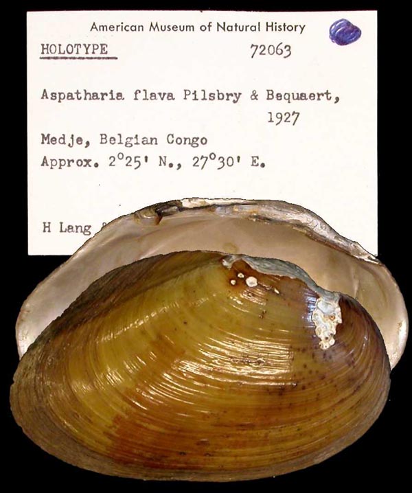 Decorative image of a representative of Chambardia flava