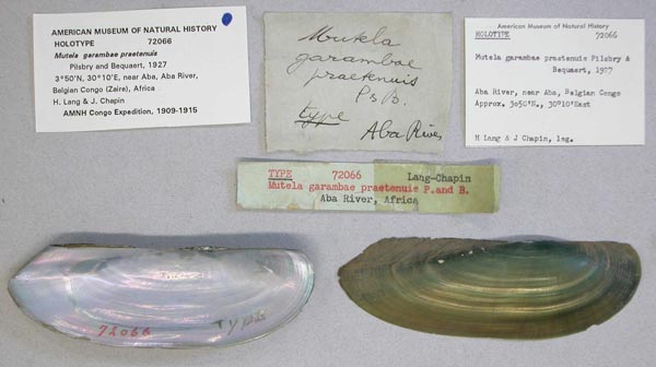 specimen