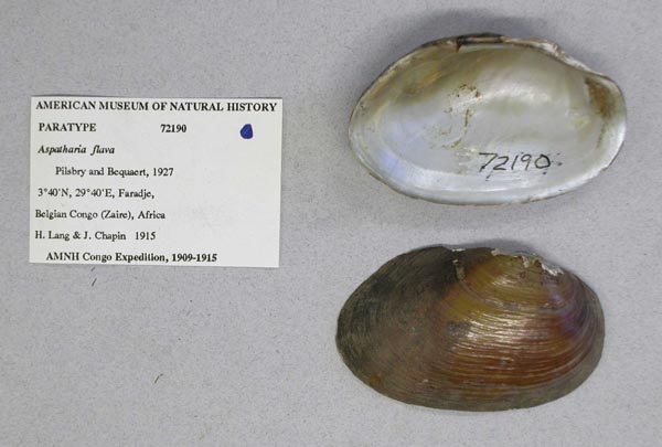 image of lot AMNH_72190