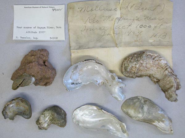 image of lot AMNH_89102 image of lot AMNH_89102