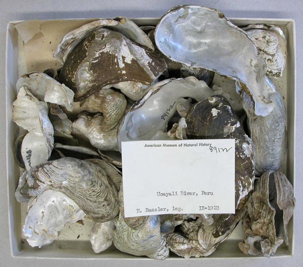 image of lot AMNH_89122 image of lot AMNH_89122