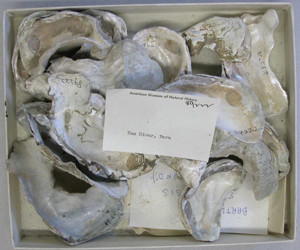 image of lot AMNH_89222 image of lot AMNH_89222