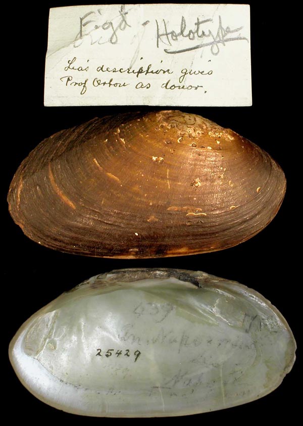 specimen