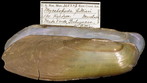 specimen