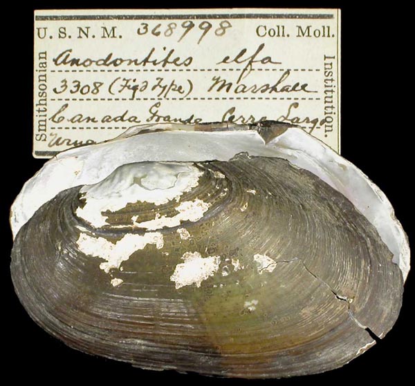 specimen