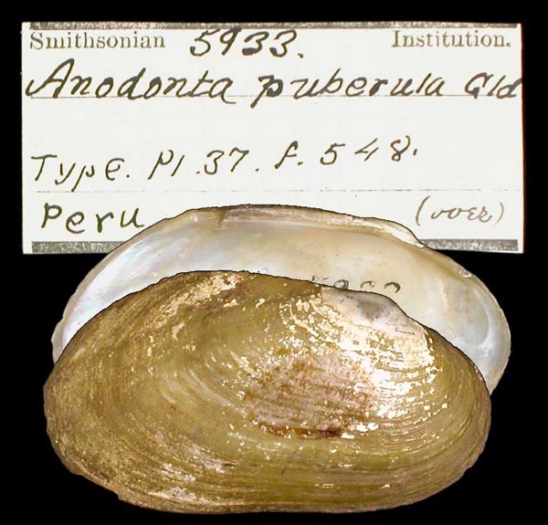 specimen