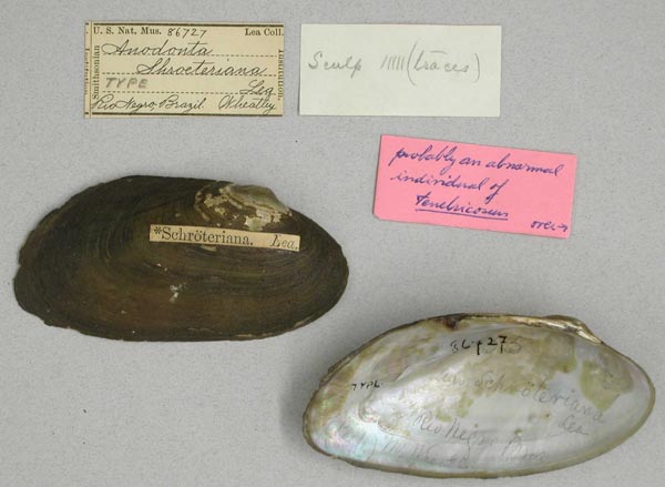 image of type lot image of type lot