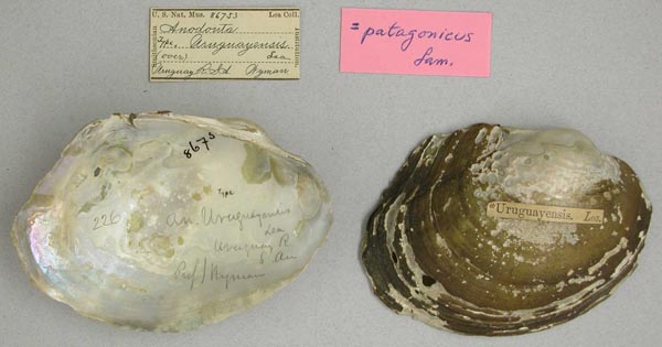 image of type lot