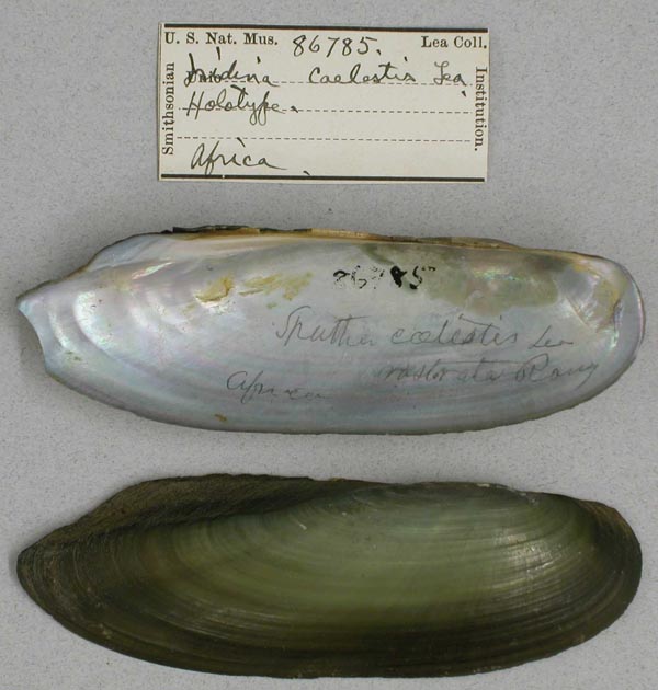 image of type lot image of type lot