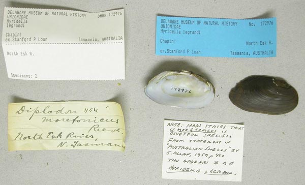 image of lot DMNH_172976