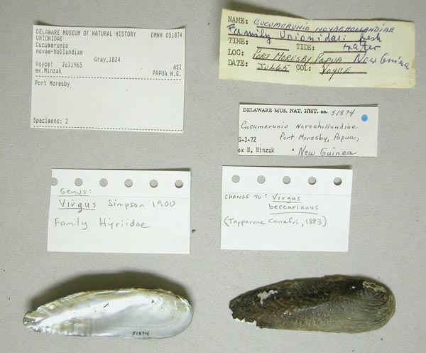 image of lot DMNH_51874