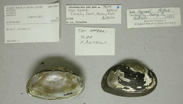 image of lot DMNH_78644