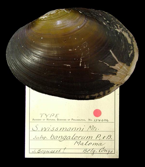 specimen