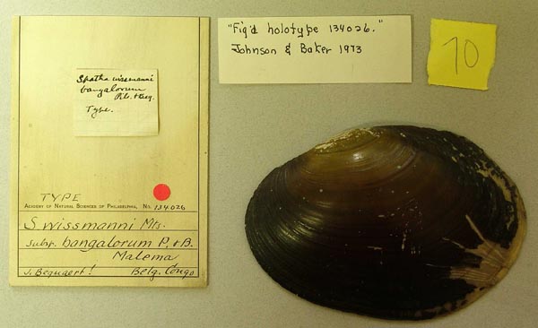 specimen
