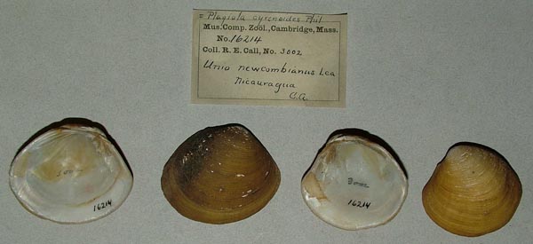 image of lot MCZ_16214