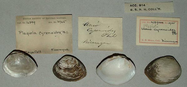 image of lot MCZ_16389