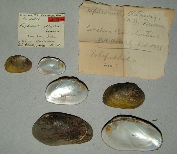 image of lot MCZ_20916