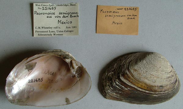 image of lot MCZ_221685