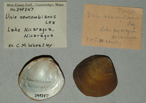 image of lot MCZ_240247