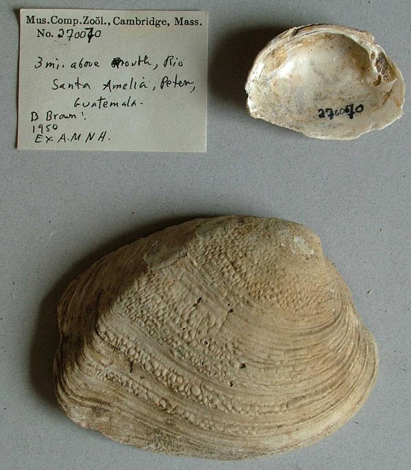 image of lot MCZ_270070