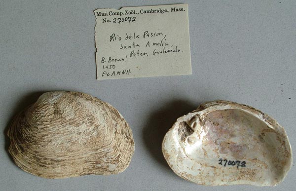 image of lot MCZ_270072