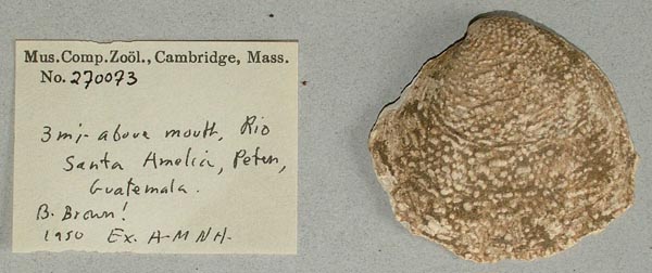 image of lot MCZ_270073