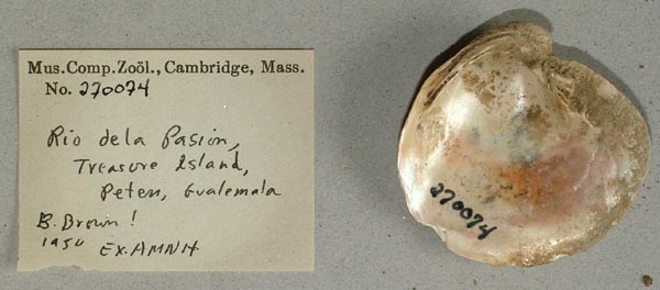 image of lot MCZ_270074