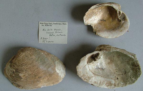 image of lot MCZ_270075