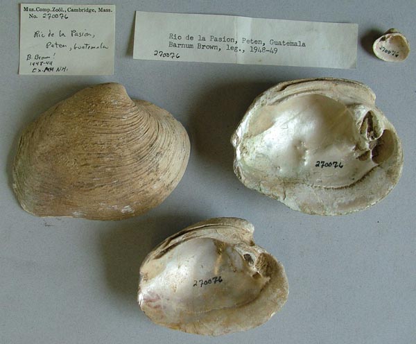 image of lot MCZ_270076