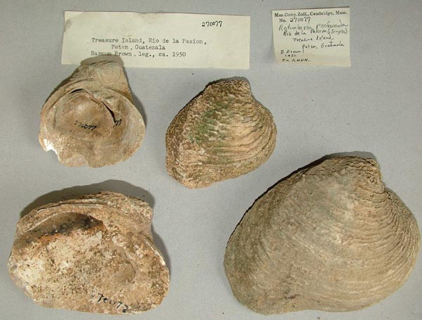 image of lot MCZ_270077