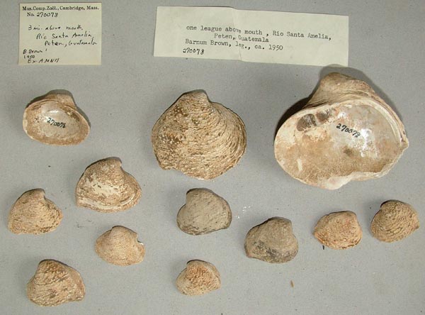 image of lot MCZ_270078