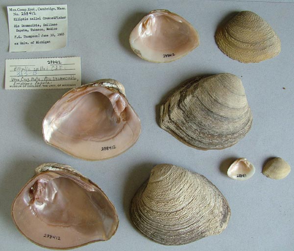 image of lot MCZ_288412