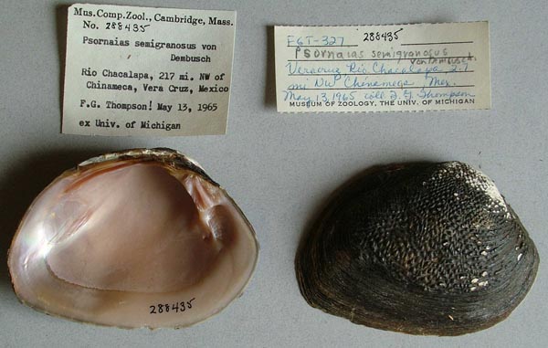 image of lot MCZ_288435