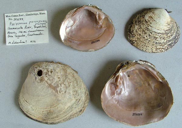 image of lot MCZ_293588