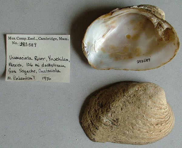 image of lot MCZ_293589