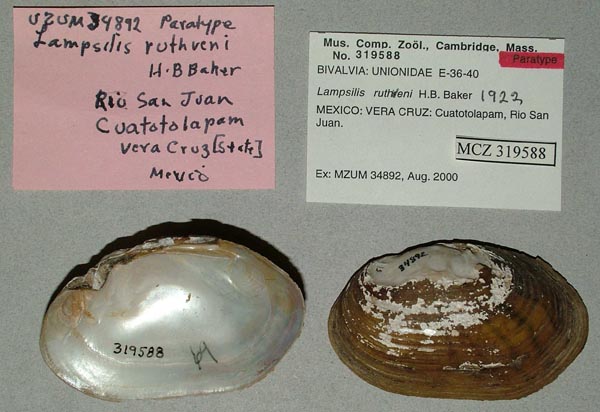 image of lot MCZ_319588