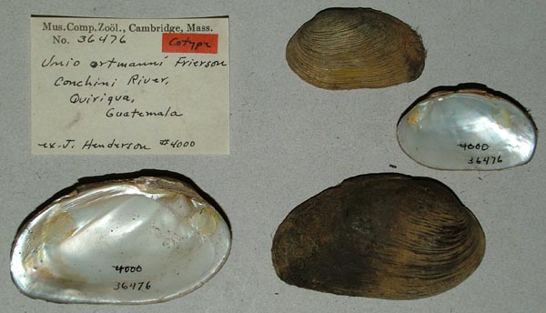 image of lot MCZ_36476