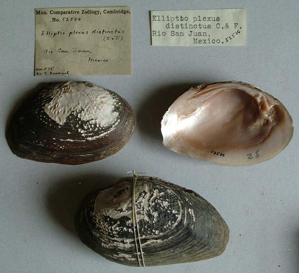 image of lot MCZ_52586