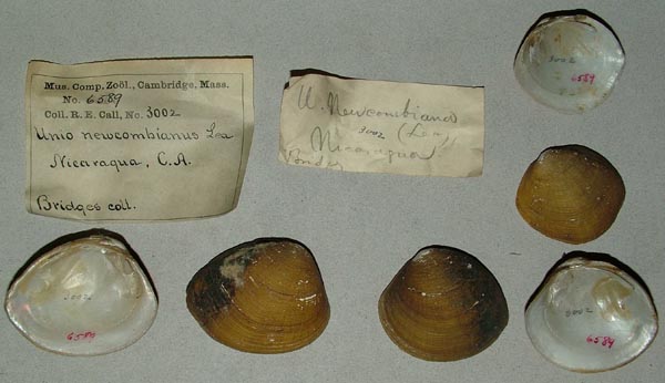 image of lot MCZ_6589