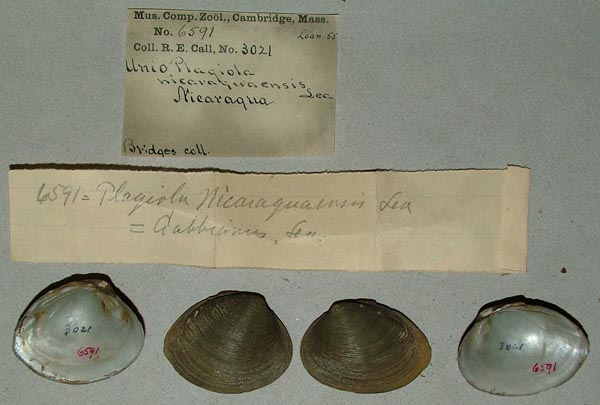 image of lot MCZ_6591