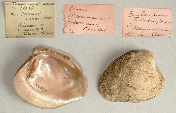 image of lot MCZ_72567