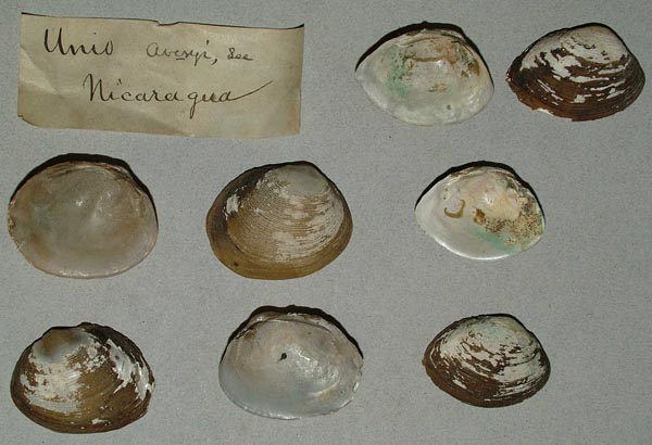 image of lot MCZ_MP_273