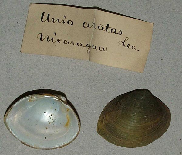 image of lot MCZ_MP_276