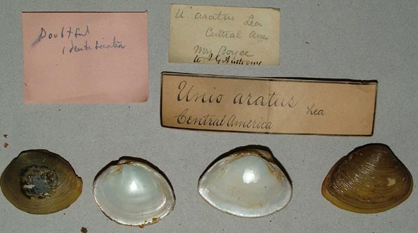 image of lot MCZ_MP_278