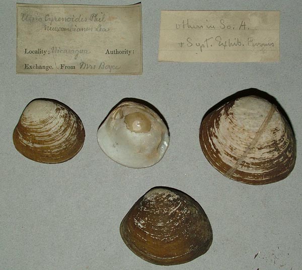 image of lot MCZ_MP_292